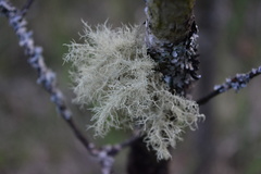 Usnea subgracilis