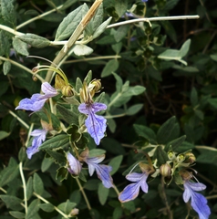 Teucrium fruticans