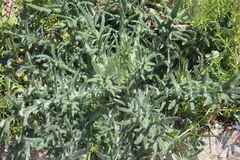 Cirsium