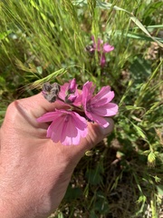 Sidalcea malviflora malviflora
