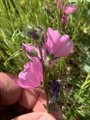 Sidalcea malviflora malviflora