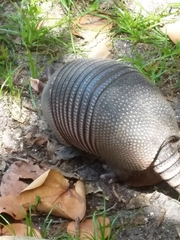Dasypus novemcinctus image