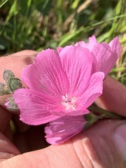 Sidalcea malviflora malviflora
