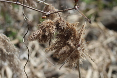 Phragmites australis australis