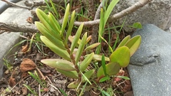 Epidendrum jamiesonis