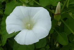 Calystegia silvatica