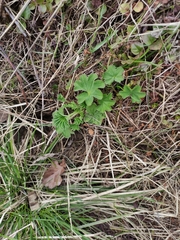 Alchemilla subcrenata