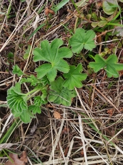 Alchemilla subcrenata