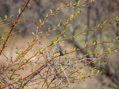 Motacilla citreola