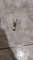 Centruroides limbatus