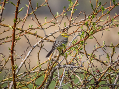 Motacilla citreola