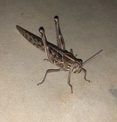Schistocerca gregaria flaviventris