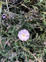 Cistus × skanbergii