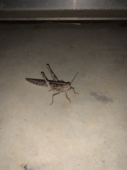 Schistocerca gregaria flaviventris