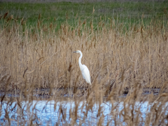Ardea alba