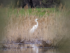 Ardea alba