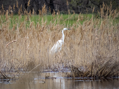 Ardea alba