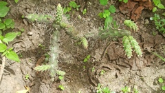 Opuntia aequatorialis