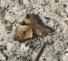 Melipotis fasciolaris