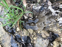 Odocoileus virginianus borealis