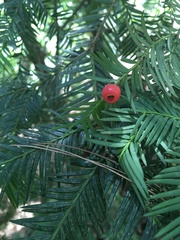 Taxus globosa