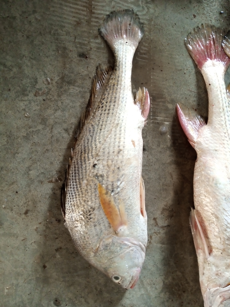Cuja croaker (Macrospinosa cuja) — Sciaenidae