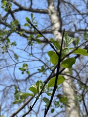 Magnoliopsida