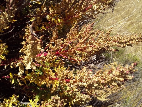 Pitseed goosefoot (Chenopodium berlandieri)