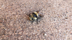 Oestrinae