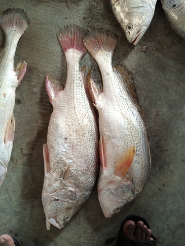Cuja croaker (Macrospinosa cuja) — Sciaenidae — 2