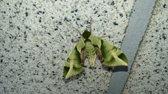 Callambulyx tatarinovii