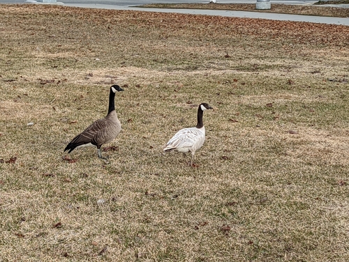 Canada Goose photographed in Alaska