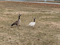 Branta canadensis