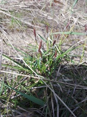 Carex ericetorum