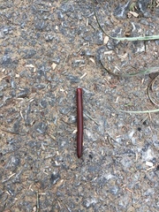 Trigoniulus corallinus