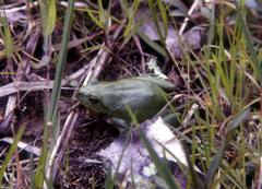 Hyla intermedia