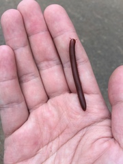 Trigoniulus corallinus