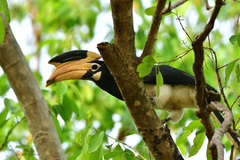 Anthracoceros coronatus