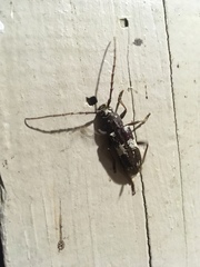 Elaphidion mimeticum
