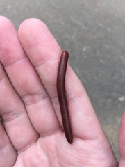 Trigoniulus corallinus