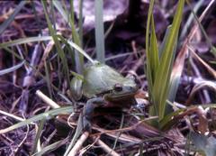 Hyla intermedia