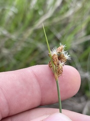 Fimbristylis puberula