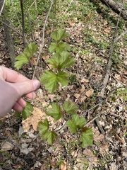 Magnoliopsida