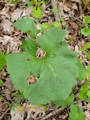 Arnoglossum reniforme