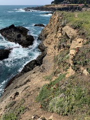 Castilleja mendocinensis