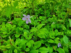 Phlox stolonifera