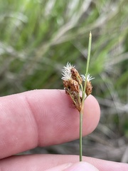 Fimbristylis puberula