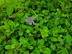 Phlox stolonifera