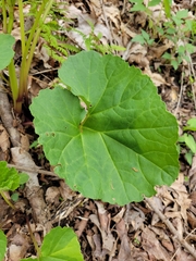 Arnoglossum reniforme