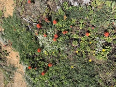 Castilleja mendocinensis